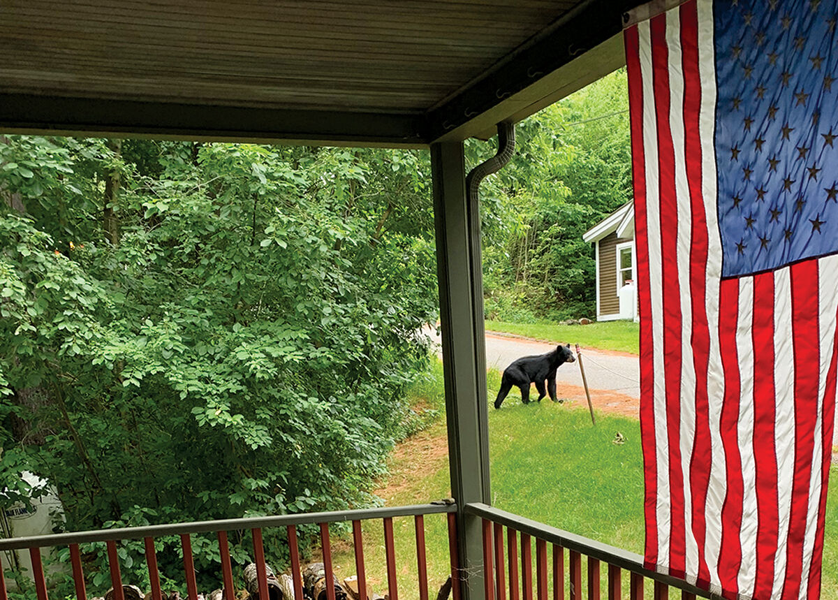 Bearly visible